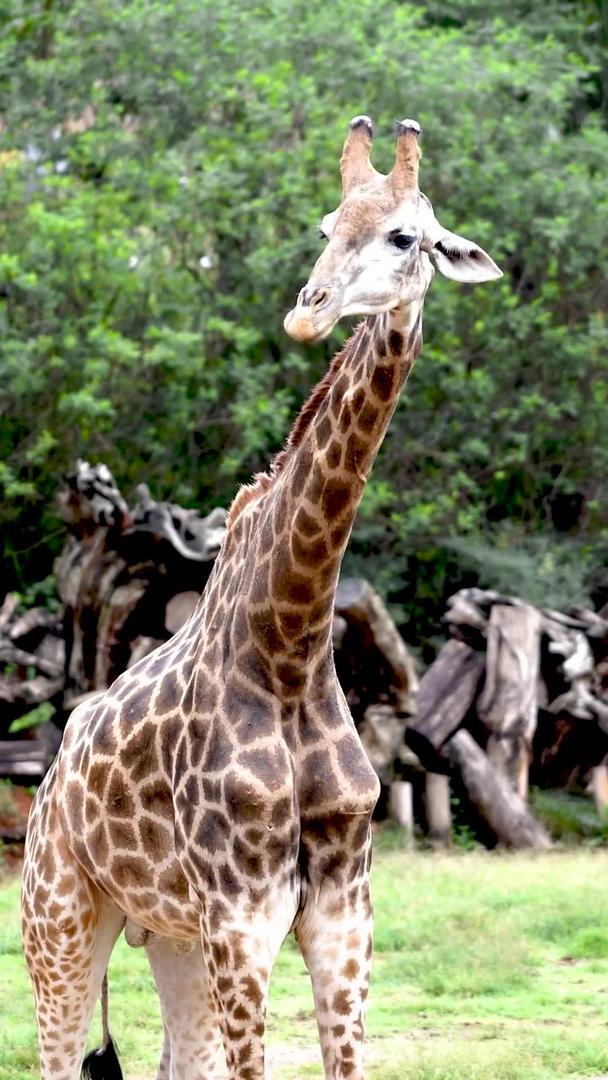 长颈鹿实拍动物园视频的预览图
