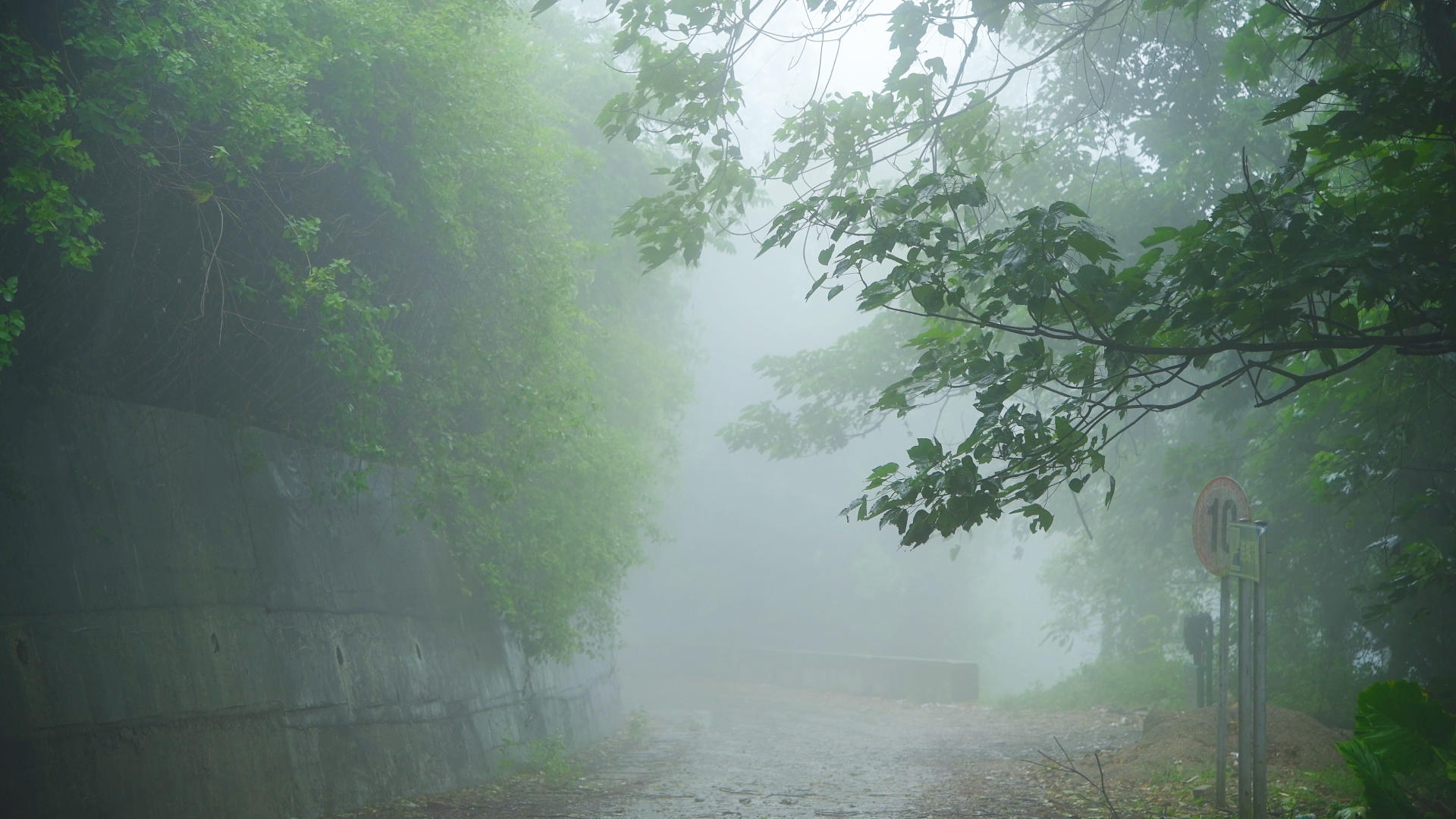 下雨天的林间小道视频的预览图