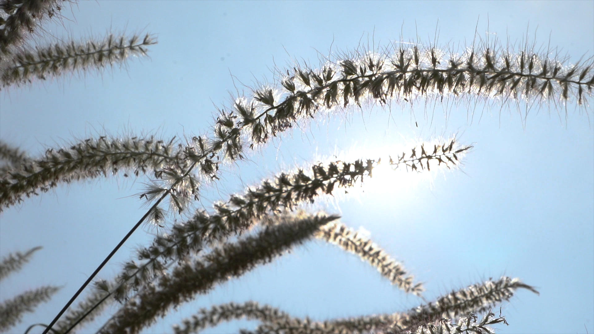4k实拍升格逆光狗尾巴草自然风景视频的预览图