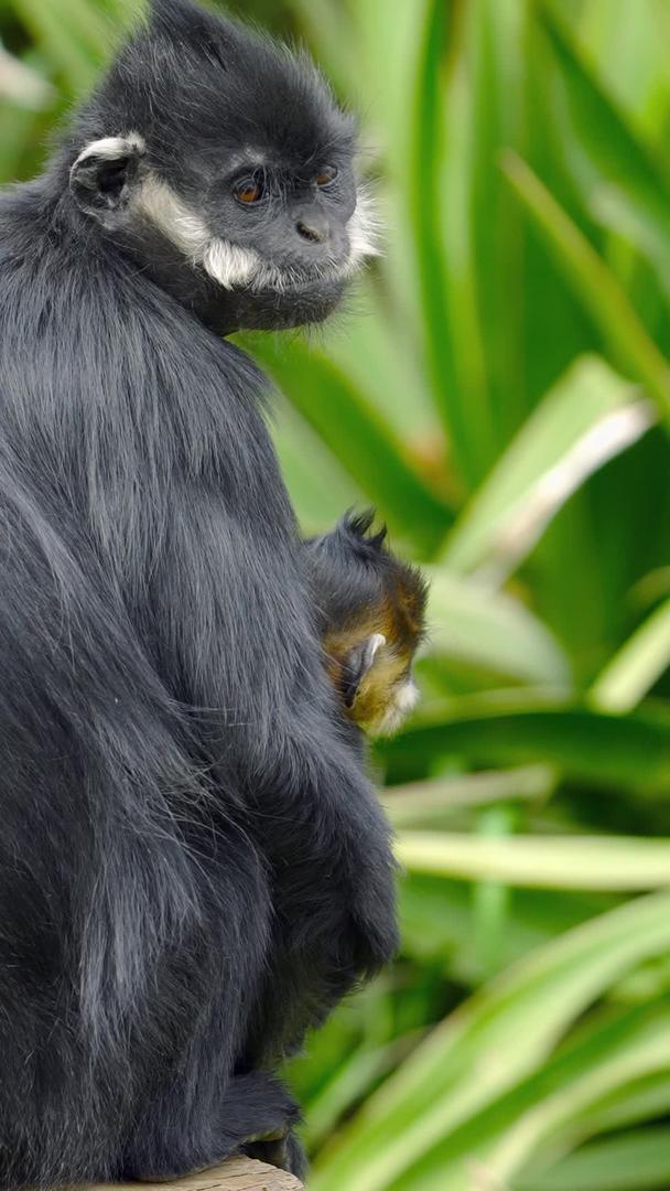 黑叶猴母子栖息觅食视频的预览图