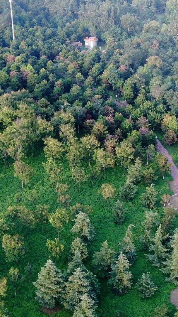 森林景观航拍视频的预览图