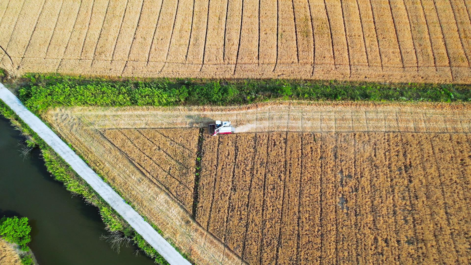 丰收农业农田大片麦田机械收割麦子4K航拍视频的预览图