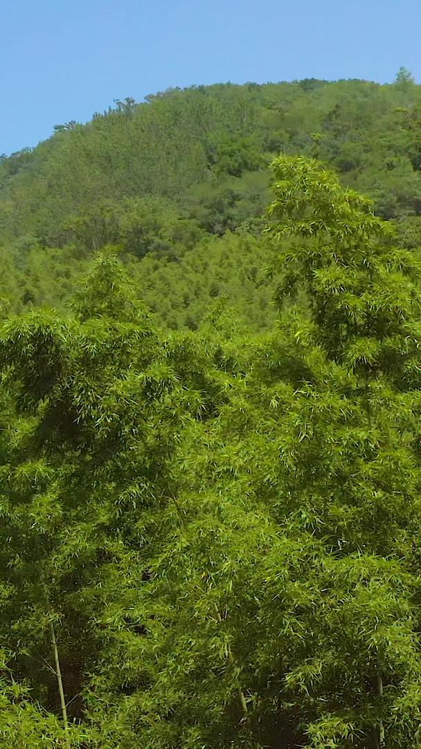 竹海园林航拍视频的预览图