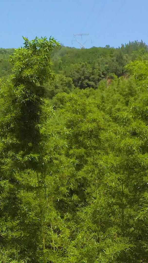 竹海园林航拍视频的预览图