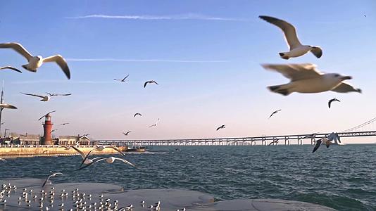 海鸥在大连星海广场成群结队地飞翔视频的预览图