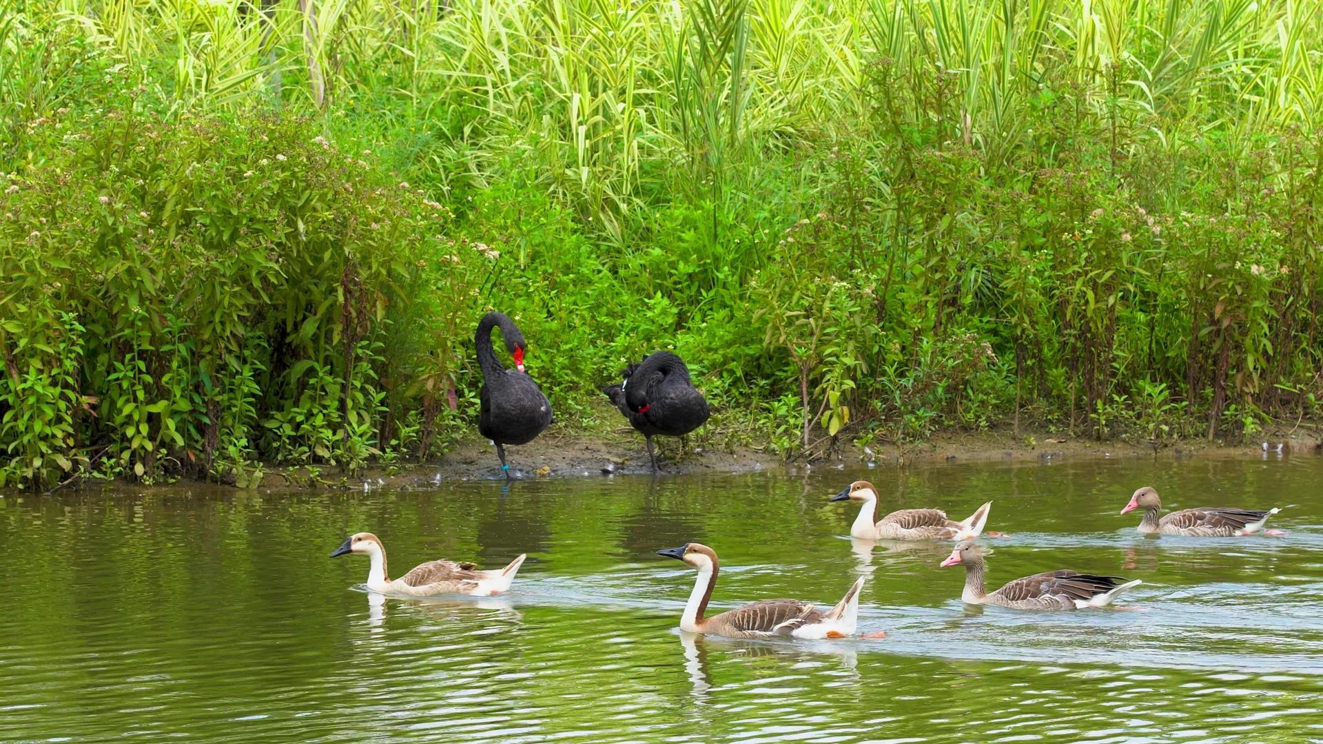 野鸭在池塘里游泳视频的预览图