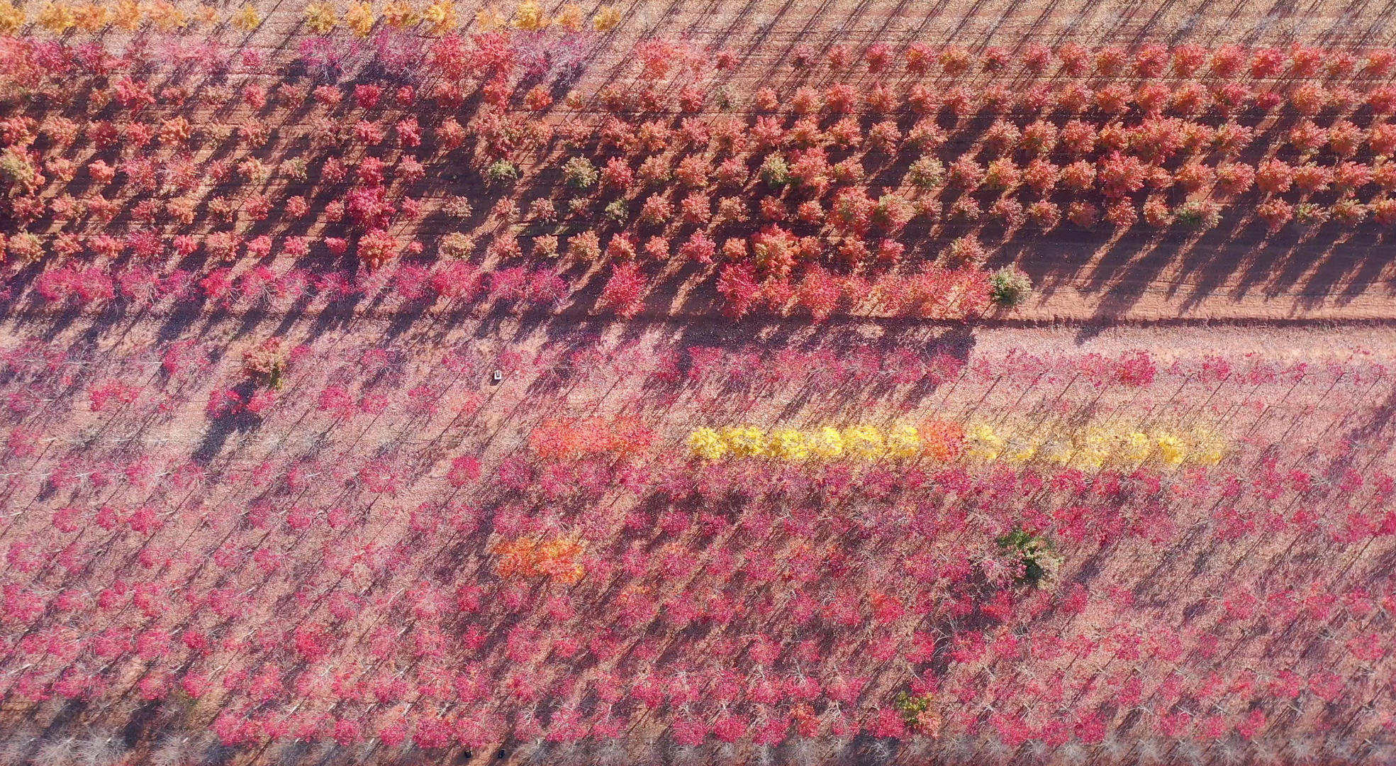 山东日照秋季的红枫林视频的预览图