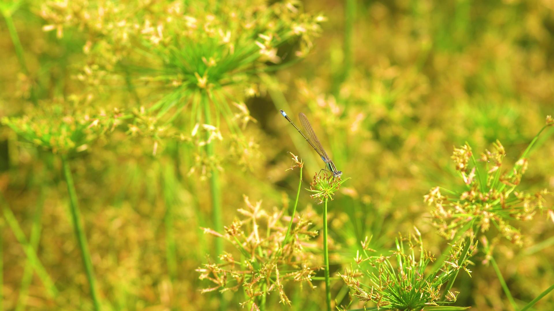 盛夏花丛中蜻蜓视频的预览图