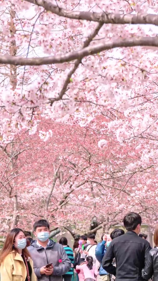 春季青岛中山公园樱花视频的预览图