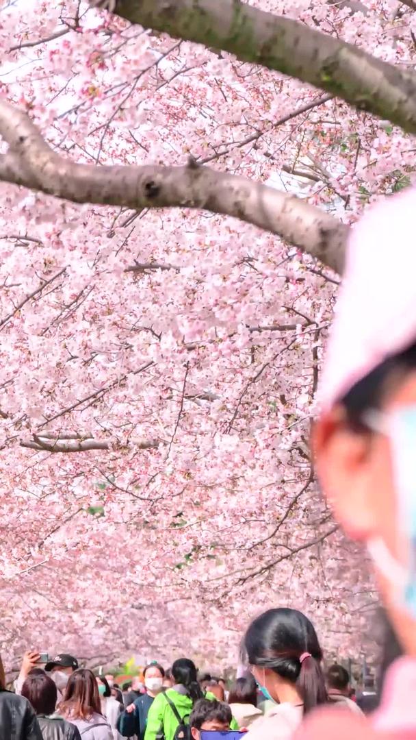 春季青岛中山公园樱花视频的预览图