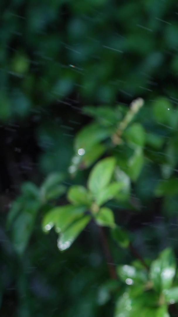 绿色植物的实拍喷水视频的预览图