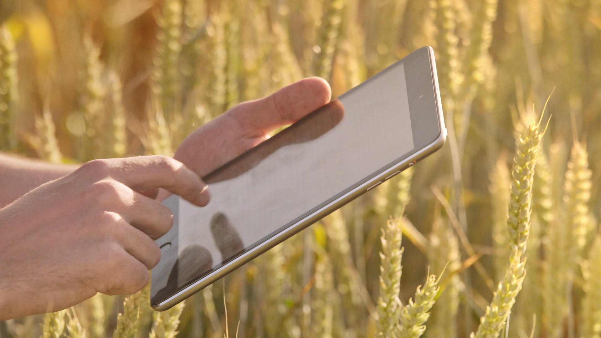 研究员在稻田里手持ipad视频的预览图
