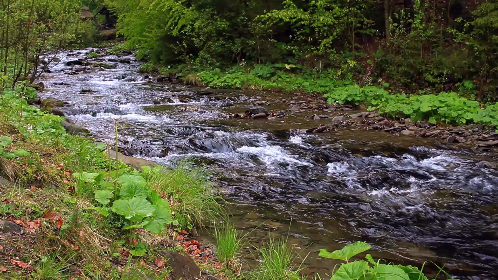 森林中的溪流视频的预览图