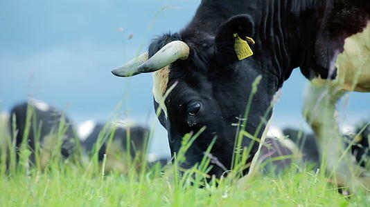 在天然牧场上吃草的奶牛视频的预览图