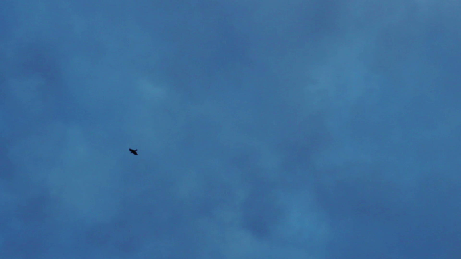 天空中的自由鸟视频的预览图