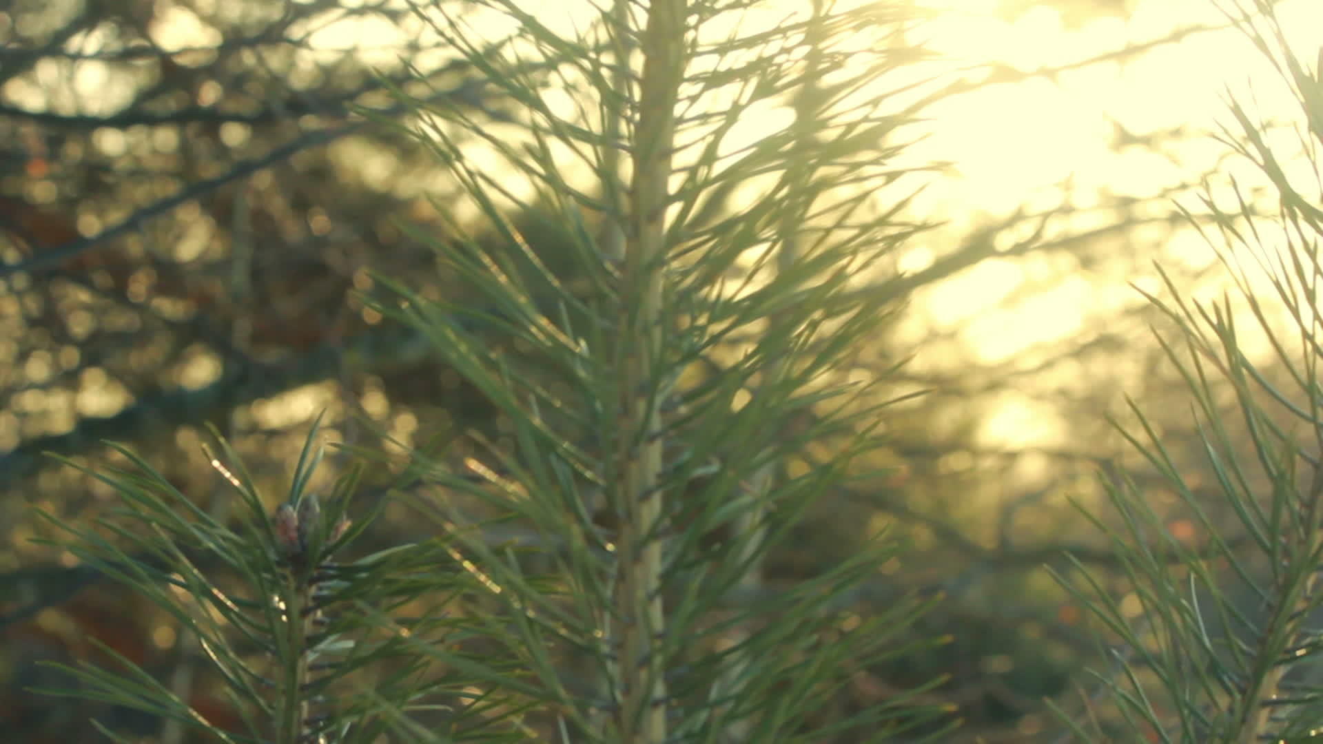 美丽的阳光照在松树上视频的预览图