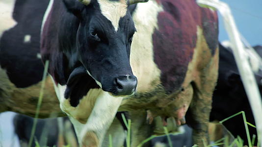 天然牧场上的奶牛视频的预览图