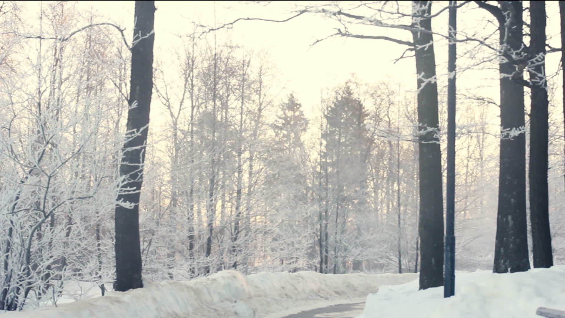 冰雪世界在森林里视频的预览图