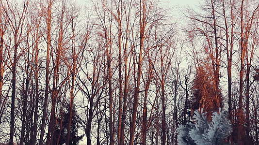 冬季落日的森林美景视频的预览图