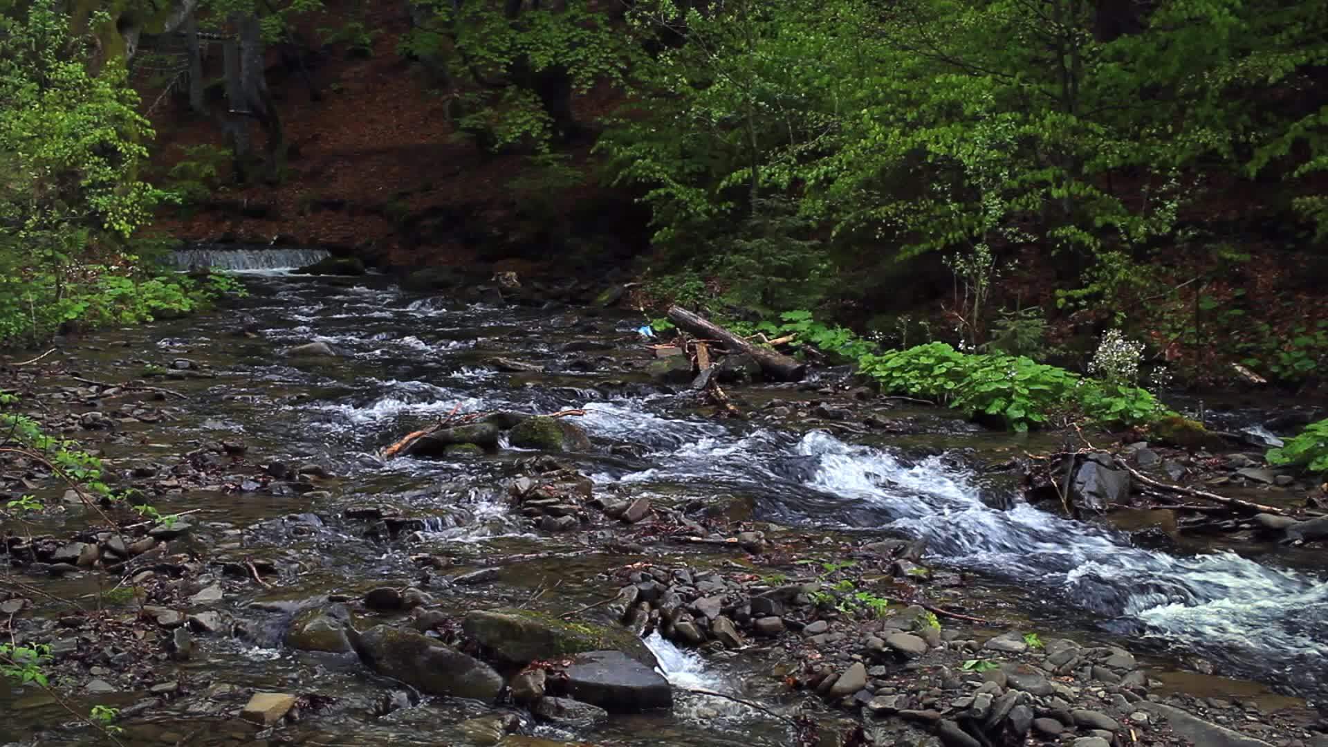 森林中的溪流视频的预览图