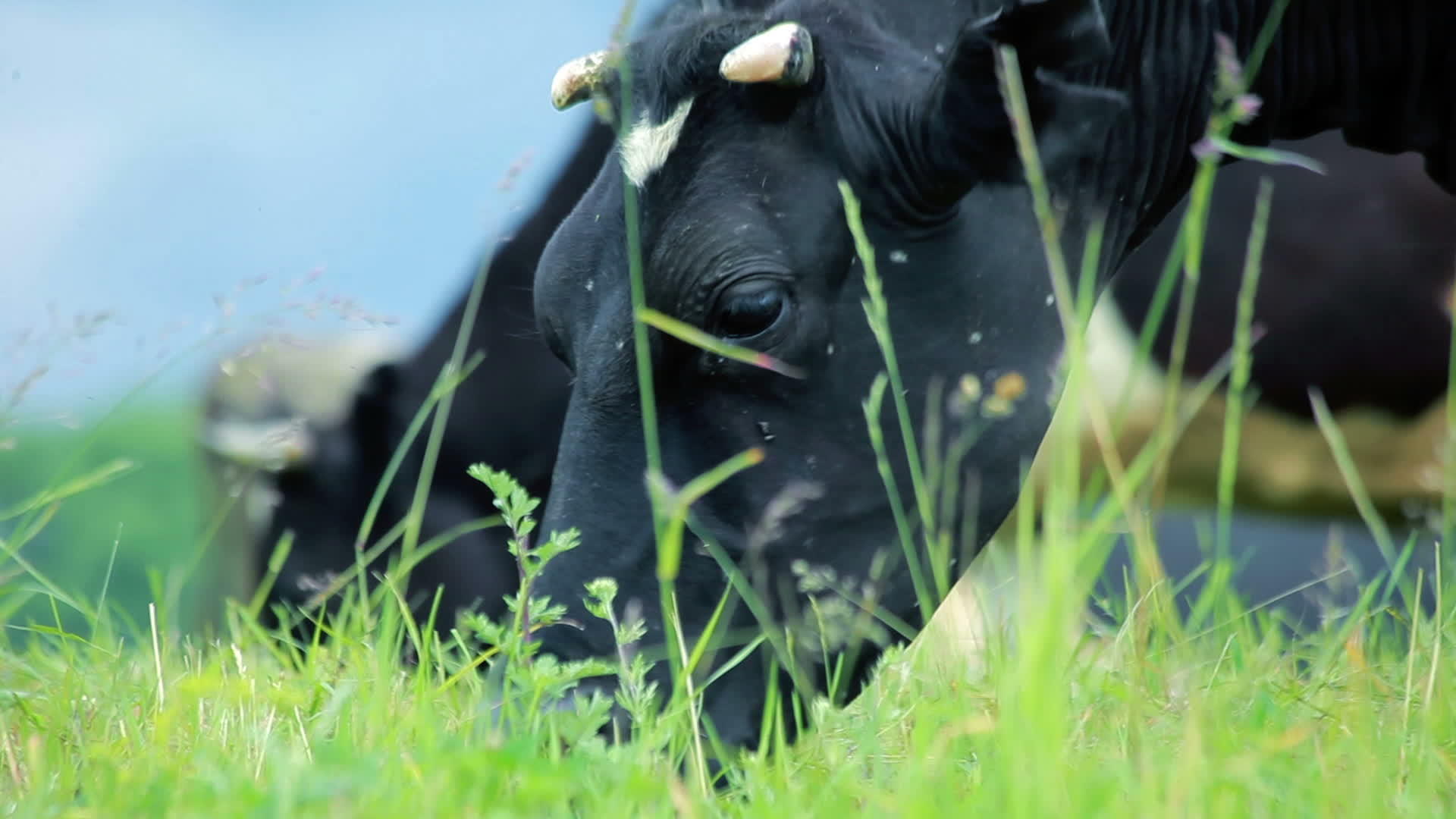 饲养奶牛吃草的特写视频的预览图