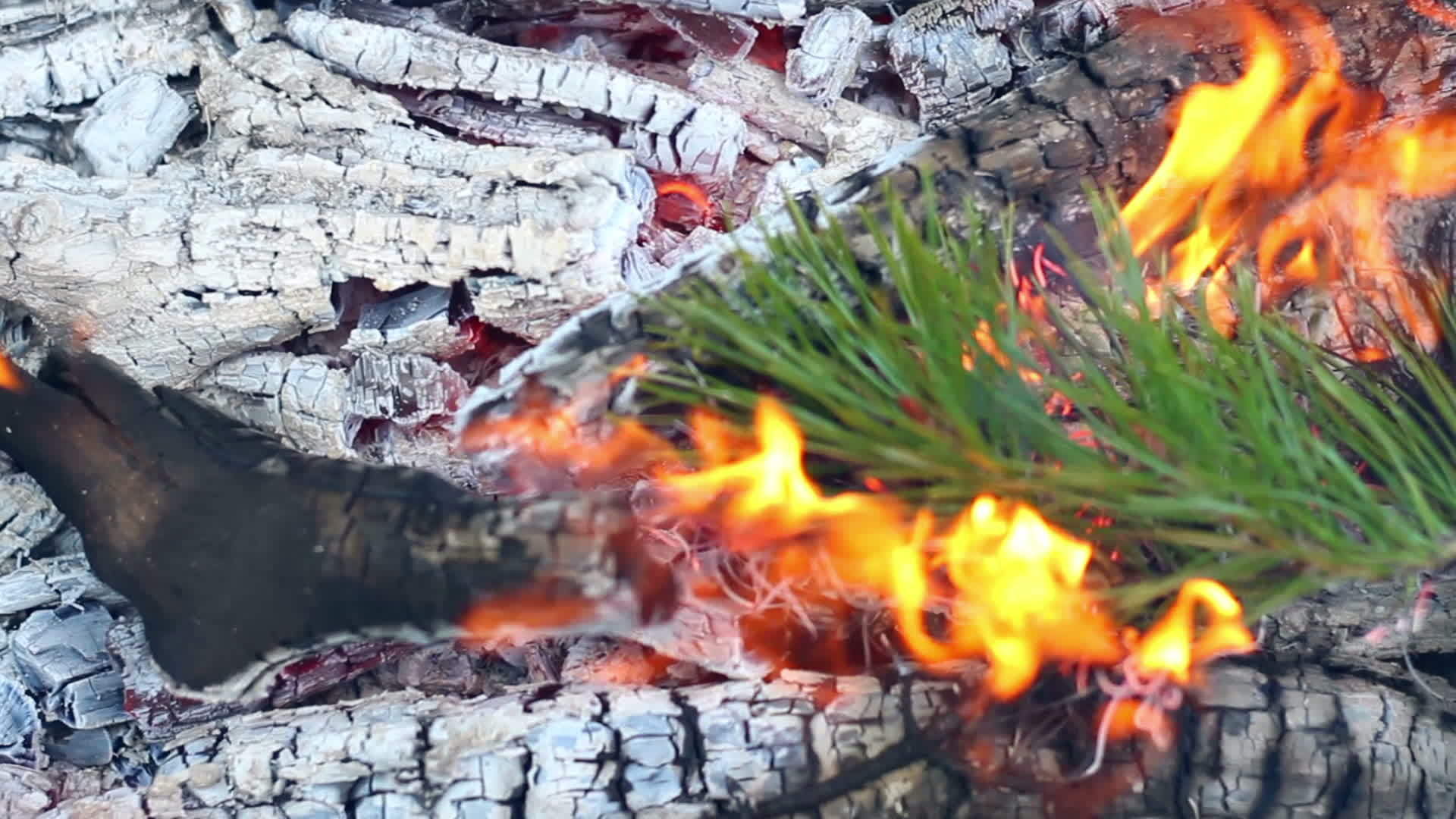 在炭火中燃烧松枝视频的预览图