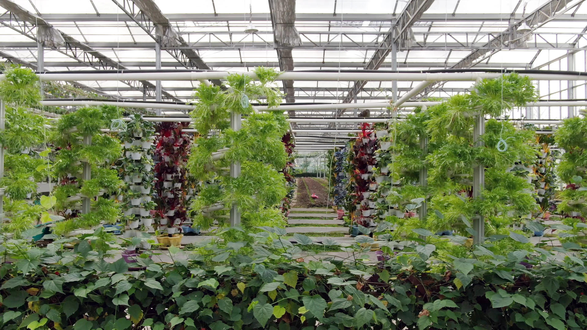 多角度低空航拍无土种植蔬菜基地视频的预览图