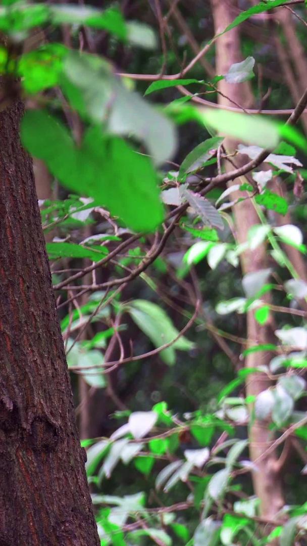 在自然森林中实拍啄木鸟视频素材视频的预览图