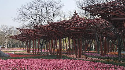 上海雕塑公园郁金香视频的预览图