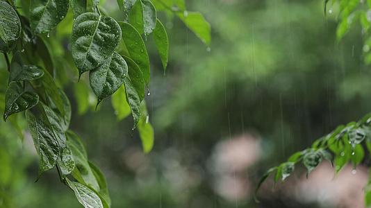 夏季雨季植物风摇空镜意境实拍视频视频的预览图