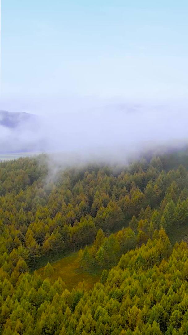 初秋早晨雾锁森林视频的预览图