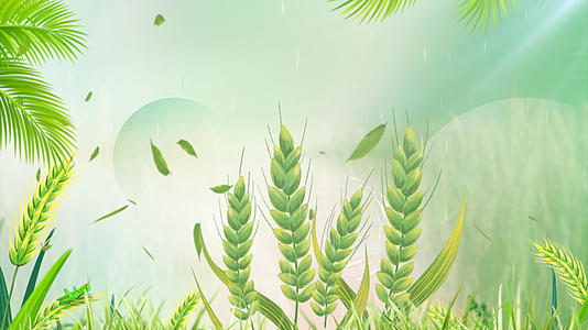 简约绿色清新芒种背景视频的预览图