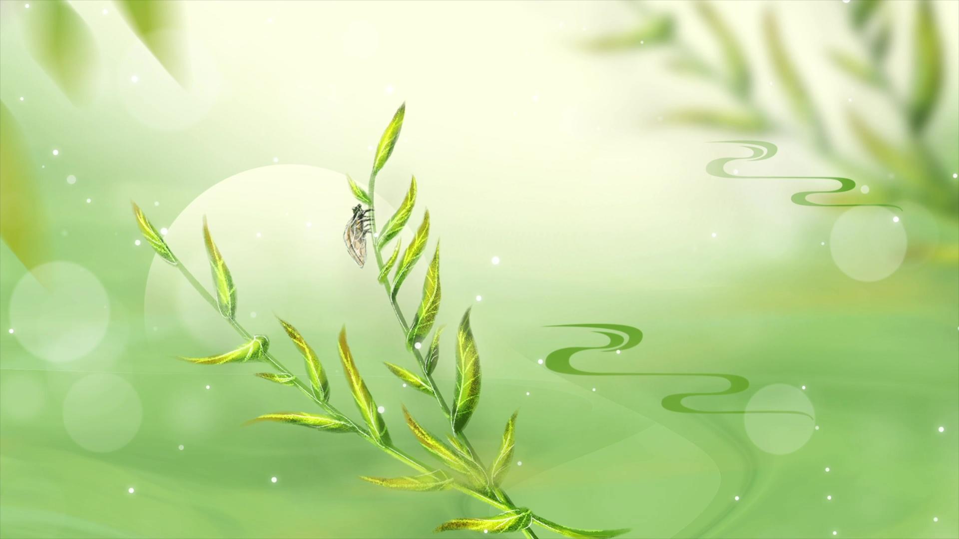 简洁清新的夏至节气视频视频的预览图
