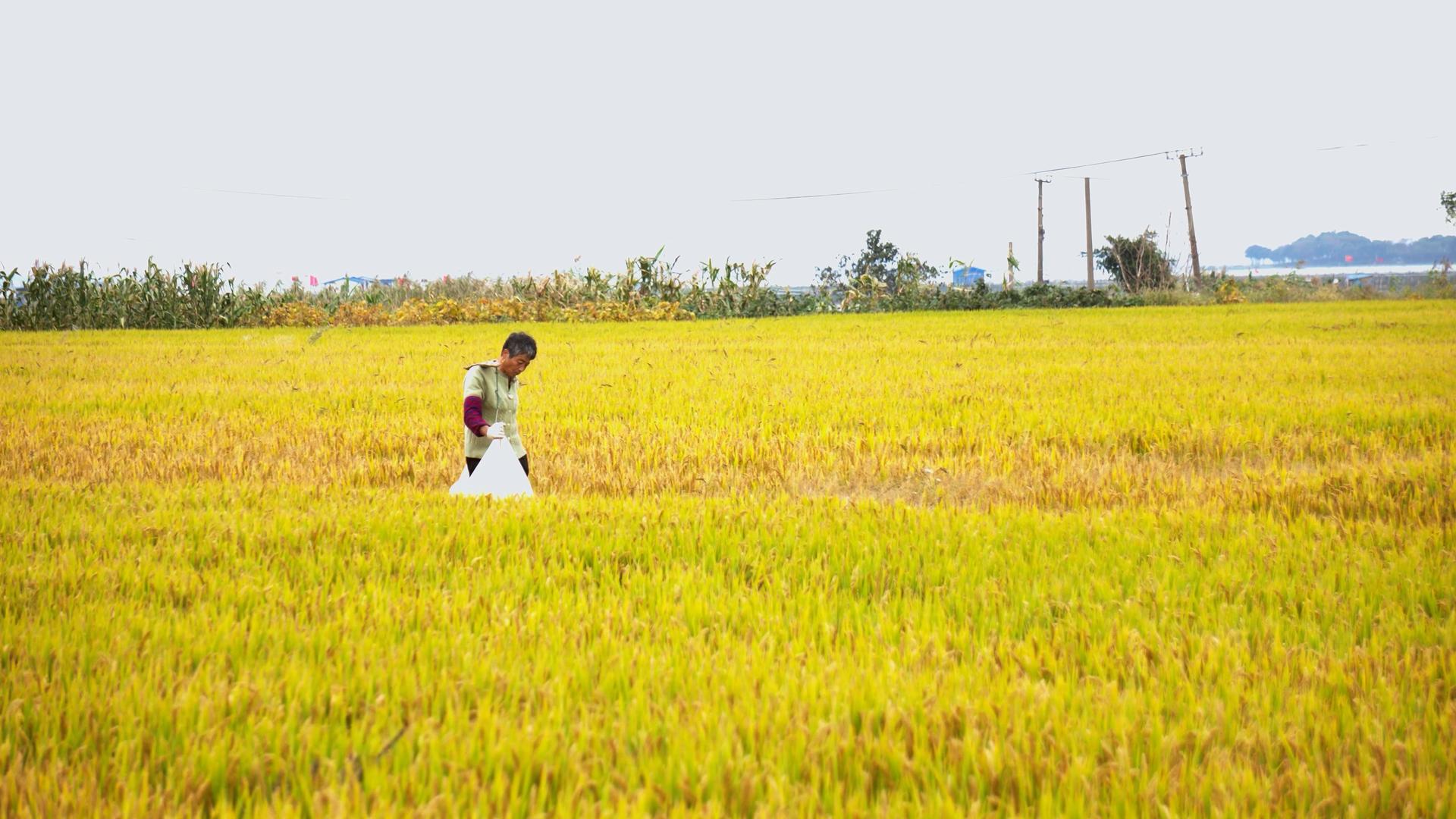 4K实拍老人挑着农作物走在丰收的稻田间视频的预览图