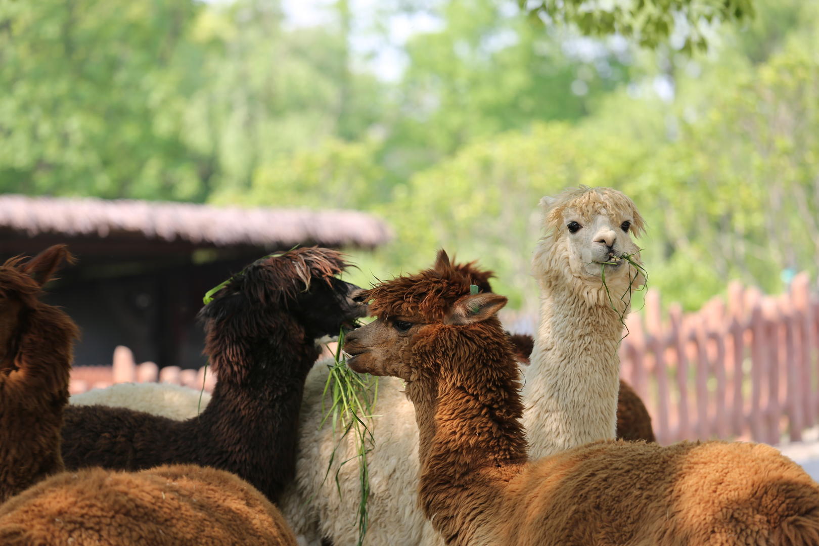 上海野生动物园一群可爱的羊驼在吃草视频的预览图
