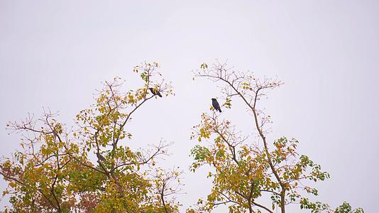 4K实拍秋天停留在树枝上的乌鸦视频的预览图