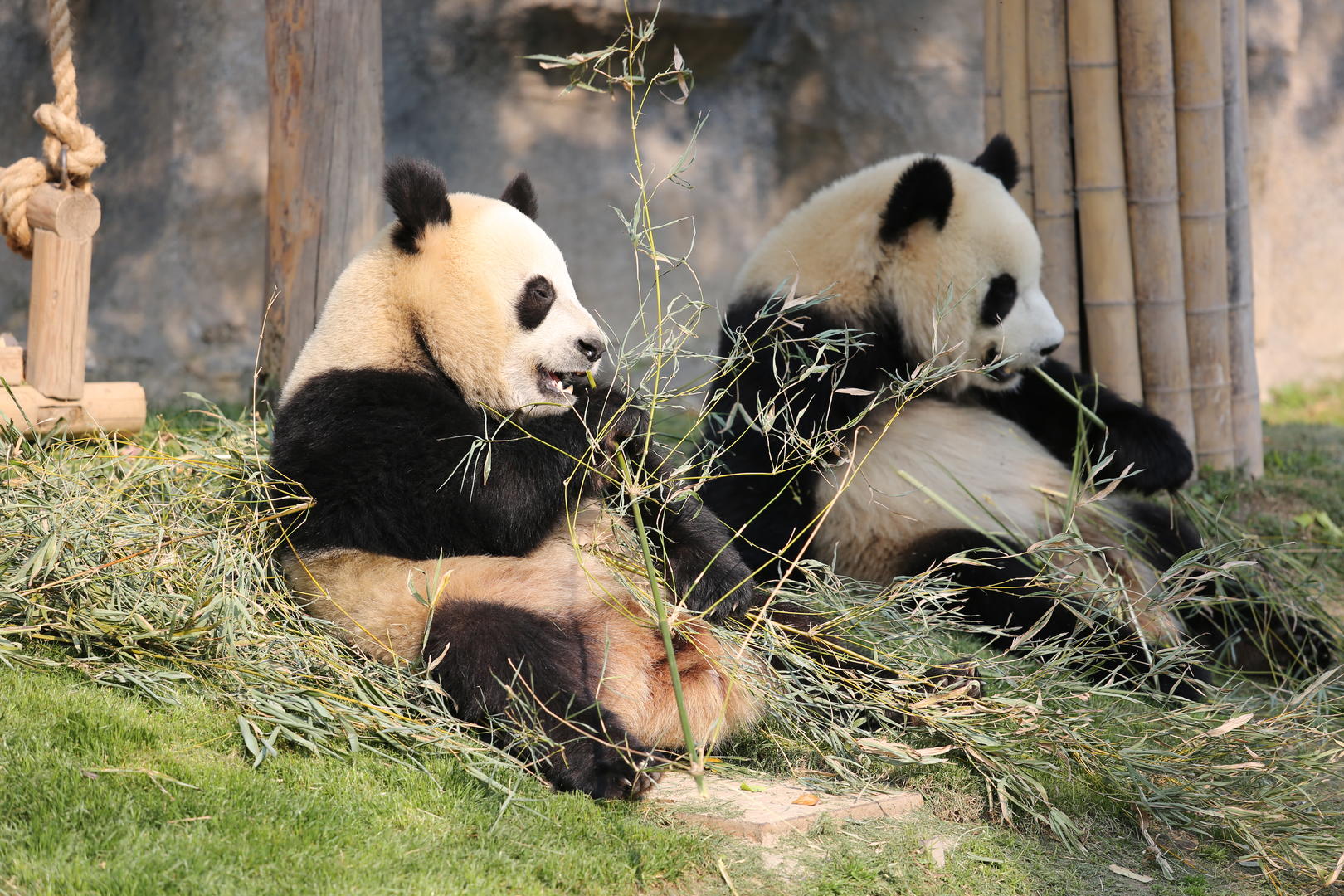 上海野生动物园两只熊猫在玩耍吃竹子视频的预览图