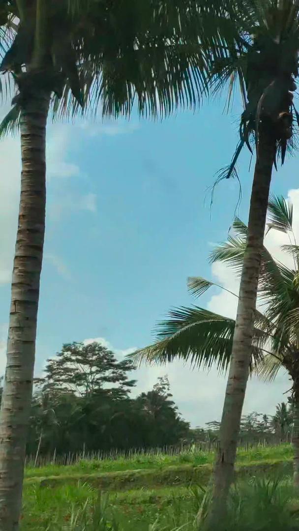 印尼小镇椰林小道行车视角视频的预览图