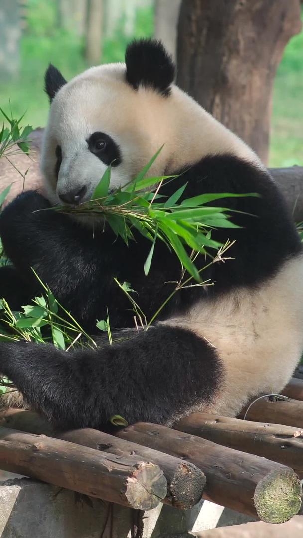 熊猫在动物园吃竹子睡觉视频的预览图