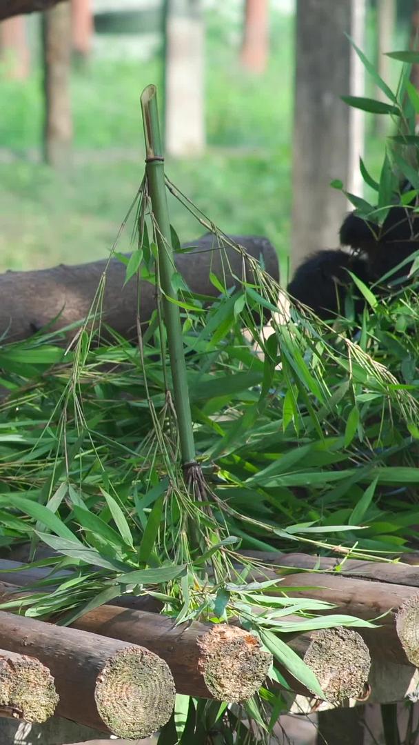 熊猫在动物园吃竹子睡觉视频的预览图