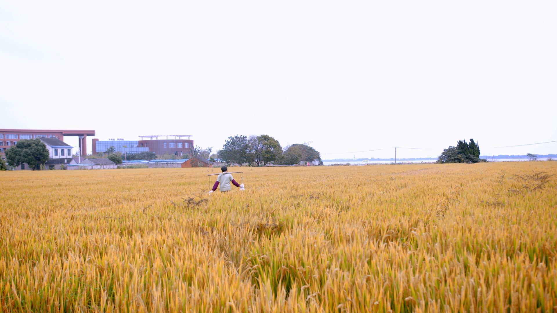 4K实拍挑着农作物的老人走在丰收的稻田间背影视频的预览图
