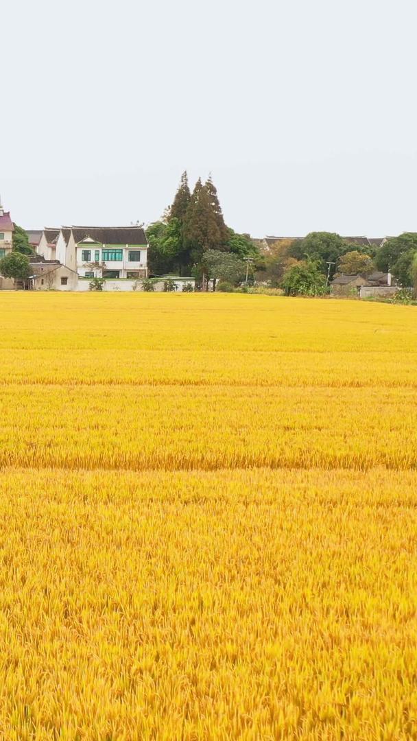 航拍村秋收稻田金黄的水稻视频素材视频的预览图