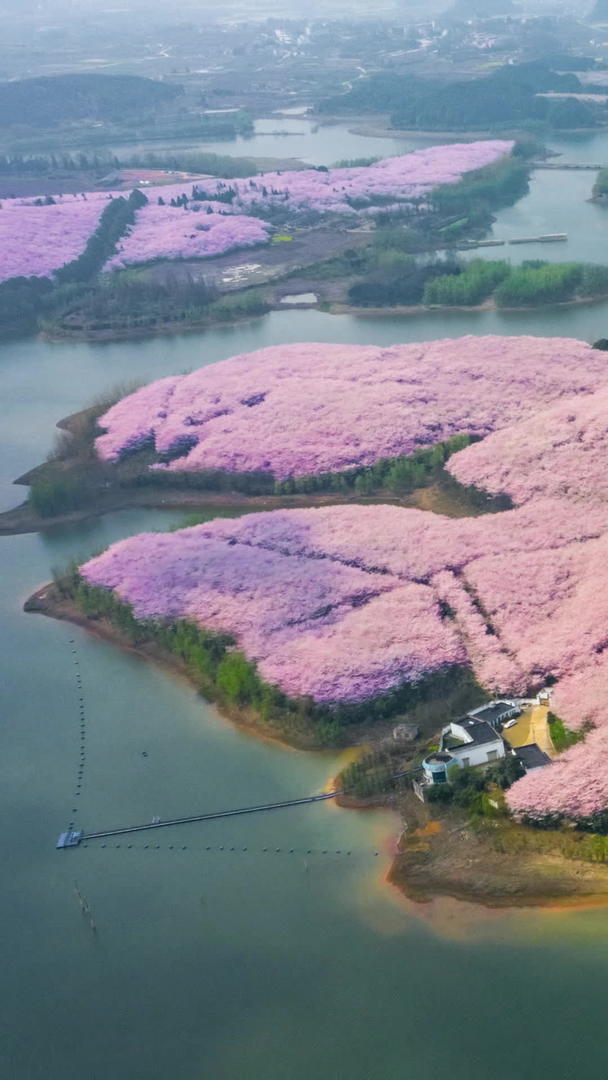 贵州平坝万亩樱花园航拍延期视频的预览图