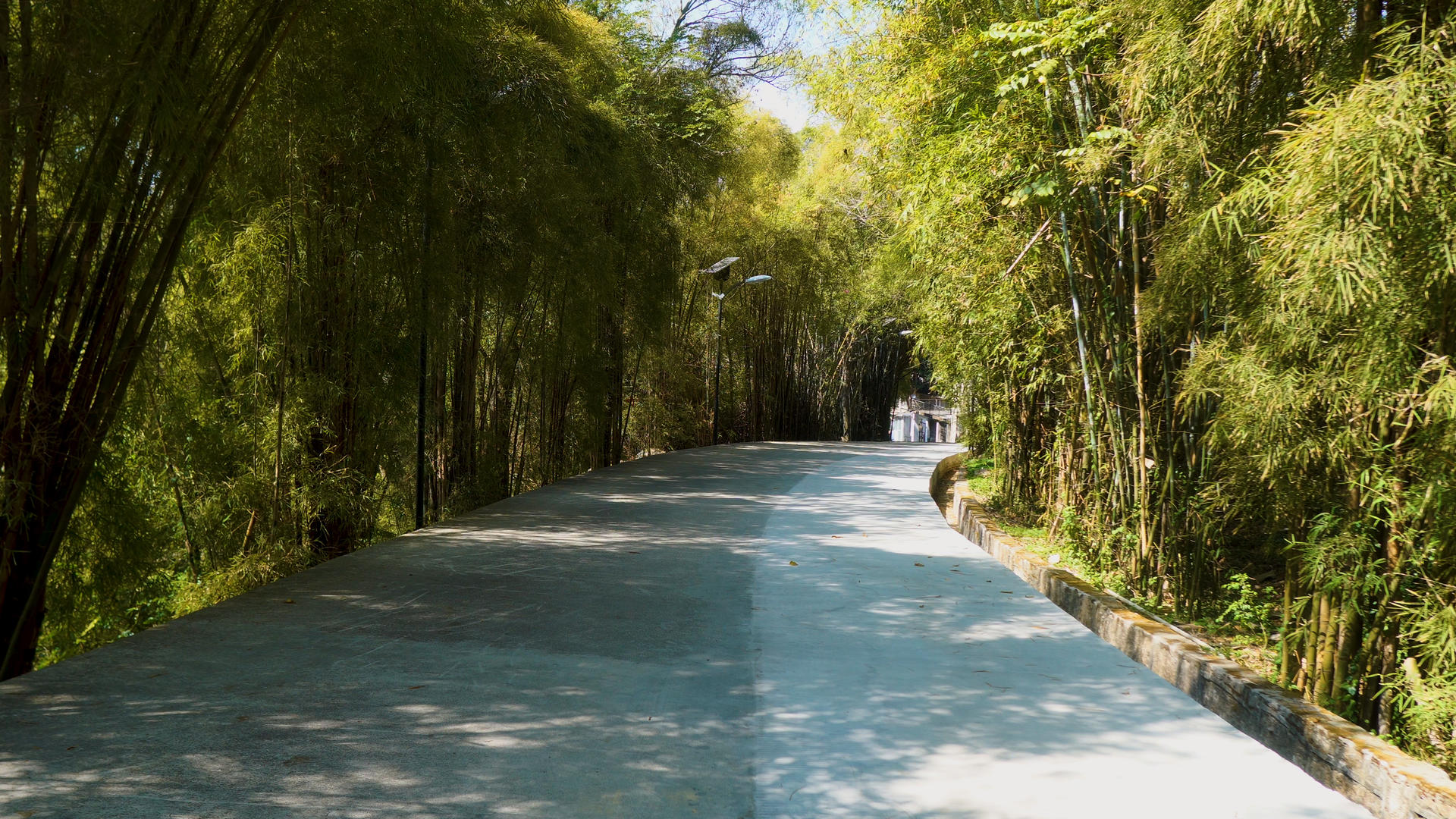 厦门植物园竹林小道视频的预览图