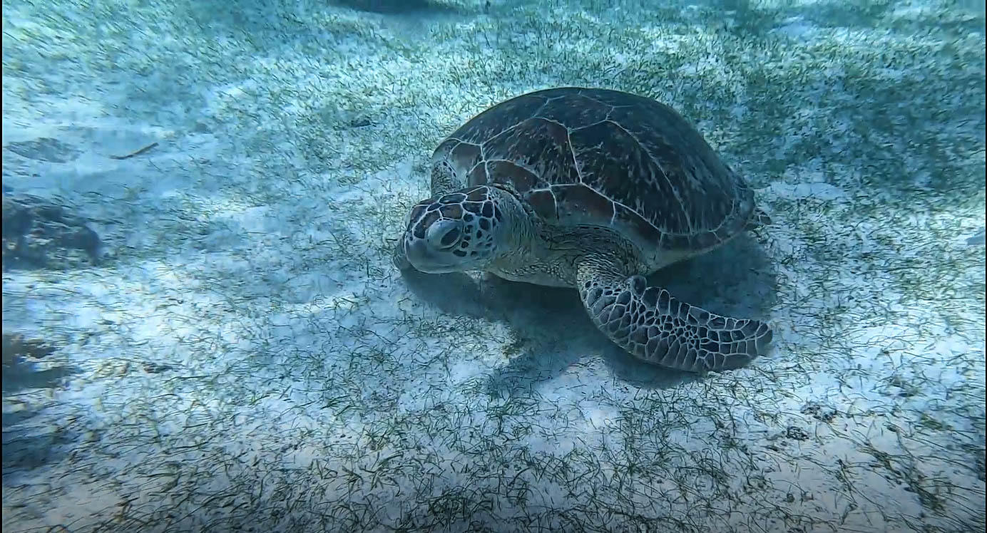 巴里卡萨小岛海龟遨游视频的预览图
