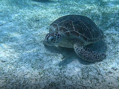 巴里卡萨小岛海龟遨游视频的预览图