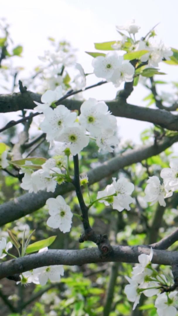 实拍春季枝头盛开的梨花视频素材视频的预览图