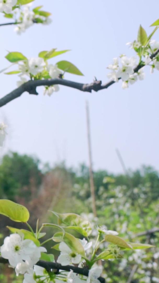 实拍春季枝头盛开的梨花视频素材视频的预览图