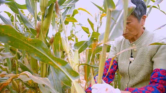 4K实拍掰玉米的老人视频素材视频的预览图