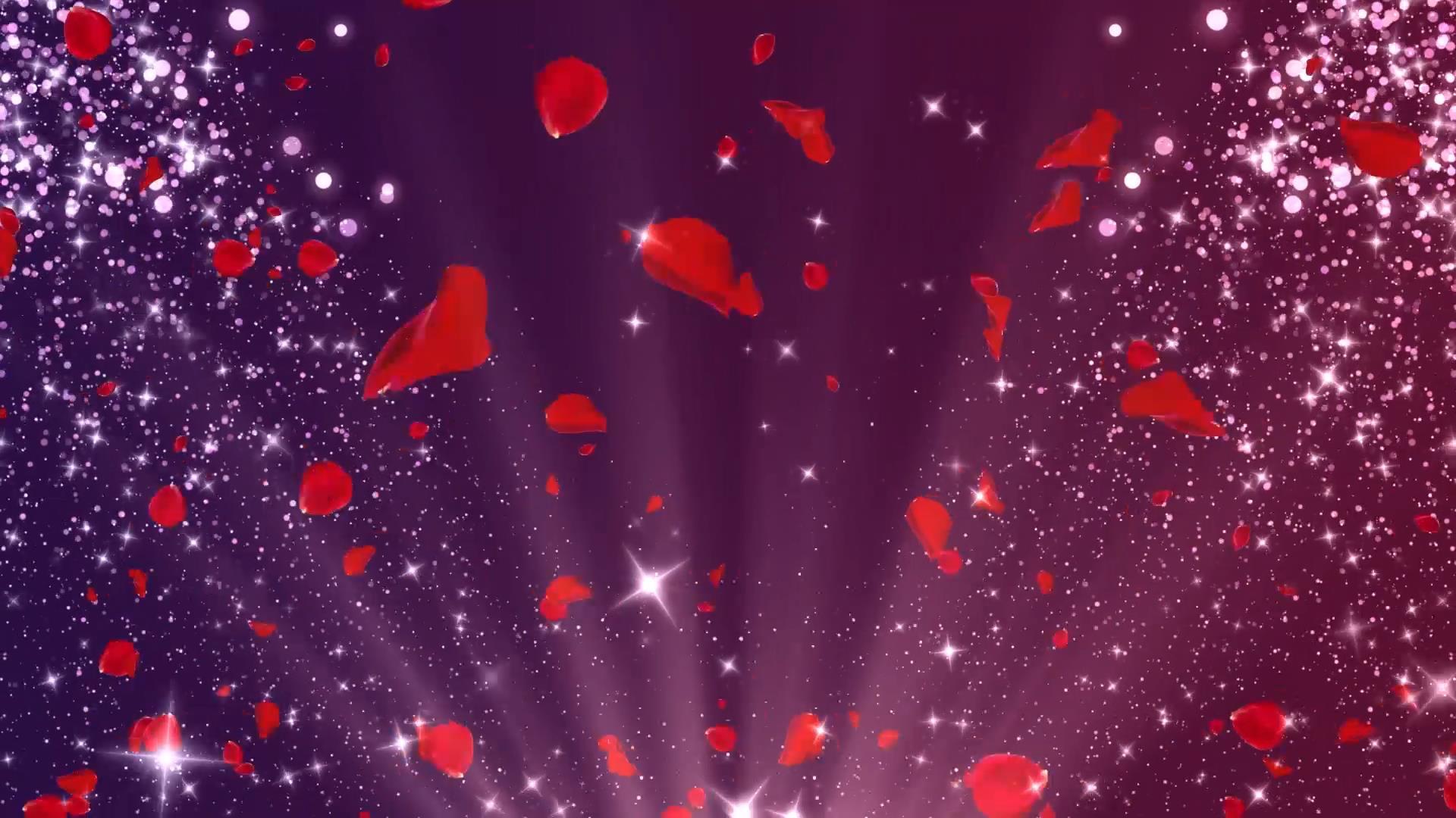 动态唯美粒子玫瑰花瓣大气光效背景视频元素视频的预览图